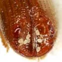 Small Southern Pine Engraver - photo 3