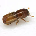 Small Southern Pine Engraver - photo 4