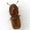 Small Southern Pine Engraver - photo 5