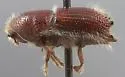 Ips emarginatus - photo 2