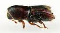 Eastern Five-Spined Engraver