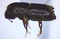 Eastern Five-Spined Engraver - photo 2