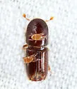 Eastern Five-Spined Engraver - photo 3