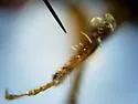 Eastern Five-Spined Engraver - photo 4