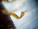 Eastern Five-Spined Engraver - photo 5
