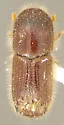 Ips paraconfusus