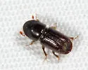 Pine Engraver - photo 3