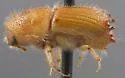 Ips plastographus - photo 2