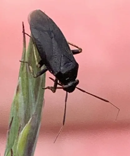 Irbisia brachycera