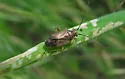 Irbisia californica - photo 2