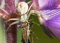 Irbisia californica - photo 4