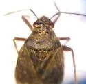 Irbisia fuscipubescens - photo 2