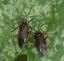 Irbisia mollipes