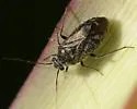 Irbisia oreas