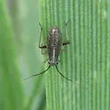 Pacific Grass Bug - Irbisia pacifica