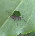 Pacific Grass Bug - photo 2