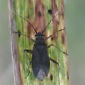 Pacific Grass Bug - photo 3