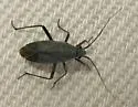Pacific Grass Bug - photo 4