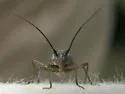 Pacific Grass Bug - photo 5