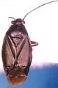 Irbisia serrata