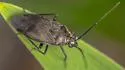 Irbisia serrata - photo 2