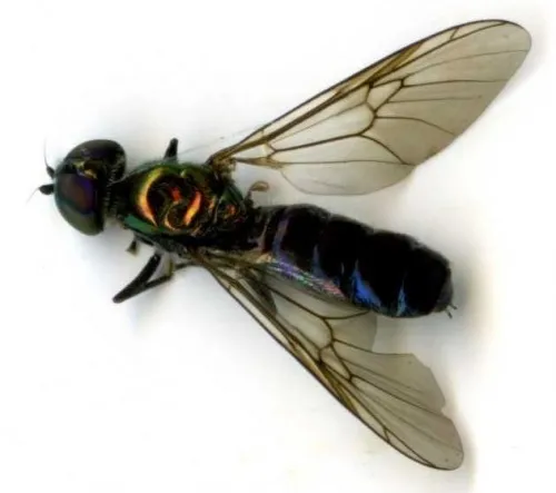 Iridescent centurion - photo 2