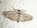 Mountain Mahogany Looper - Hodges#6575