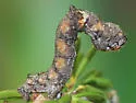 Mountain Mahogany Looper - Hodges#6575 - photo 2