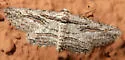 Mountain Mahogany Looper - Hodges#6575 - photo 3