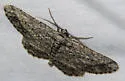 Mountain Mahogany Looper - Hodges#6575 - photo 4