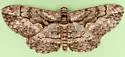 Iridopsis dataria - Hodges#6573