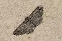 Iridopsis dataria - Hodges#6573 - photo 3