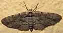 Iridopsis dataria - Hodges#6573 - photo 4