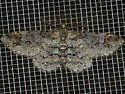 Iridopsis emasculatum - Hodges#6589