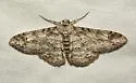 Iridopsis emasculatum - Hodges#6589 - photo 3