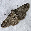 Iridopsis emasculatum - Hodges#6589 - photo 4