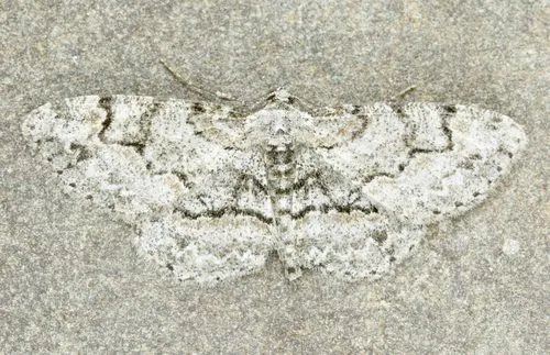 Pale-winged Gray - Hodges#6583