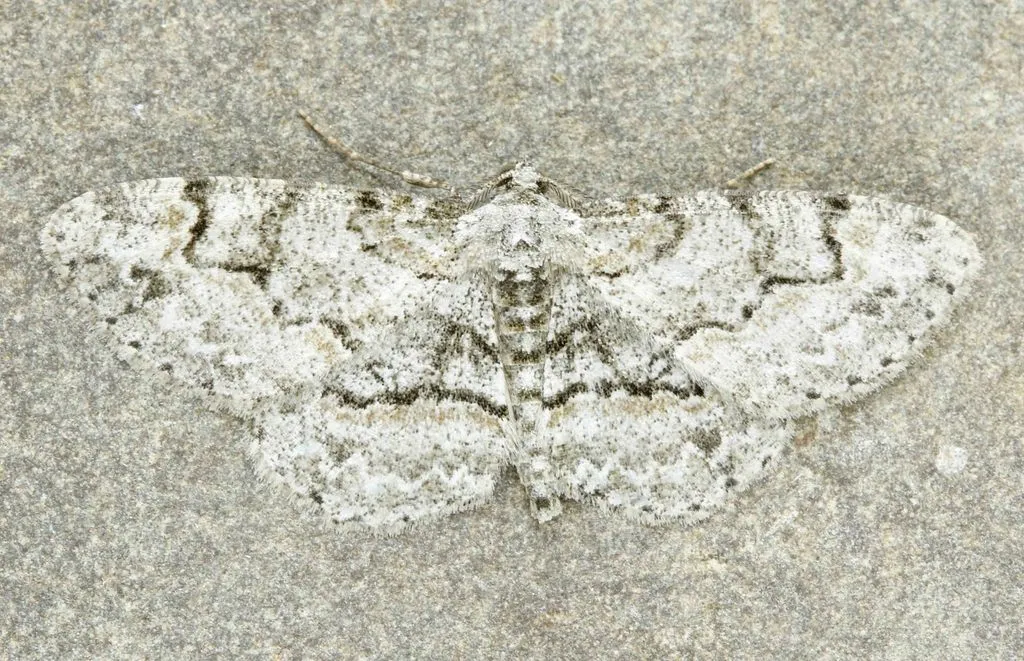 Pale-winged Gray - Hodges#6583 - photo 2