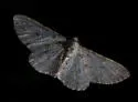 Iridopsis fragilaria - Hodges#6585