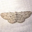 Iridopsis fragilaria - Hodges#6585 - photo 4