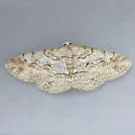 Iridopsis gemella - Hodges#6587