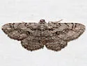 Small Purplish Gray - Hodges#6584 - photo 2