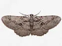 Small Purplish Gray - Hodges#6584 - photo 3