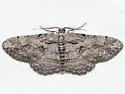 Small Purplish Gray - Hodges#6584 - photo 4
