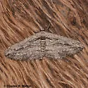 Oblique Looper Moth - Hodges#6577 - photo 2