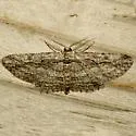 Oblique Looper Moth - Hodges#6577 - photo 3