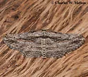 Oblique Looper Moth - Hodges#6577 - photo 4