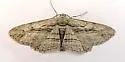Oblique Looper Moth - Hodges#6577 - photo 5