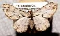 Iridopsis perfectaria - Hodges#6581 - photo 4
