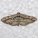 Iridopsis perfectaria - Hodges#6581 - photo 5